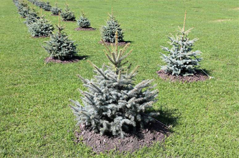 Tree Planting for Web