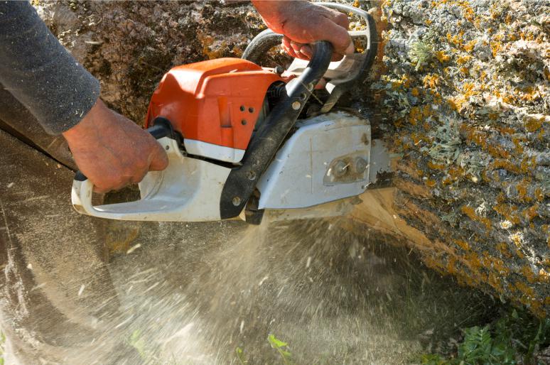 Tree Removal and Replacement for Web